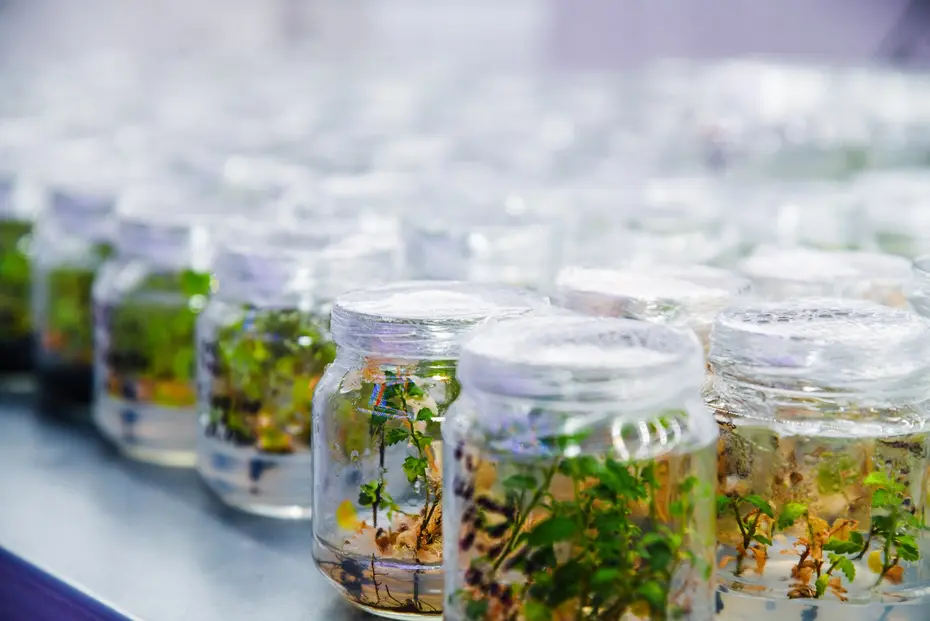 Row of sealed glass jars holding sterile plant tissue cultures in a biotechnology laboratory