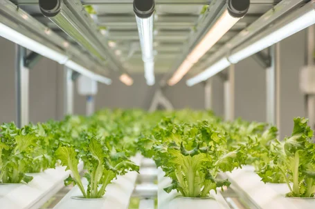 Reihen von Kopfsalat in einer hydroponischen Vertical-Farming-Anlage unter mehreren LED-Beleuchtungsleisten